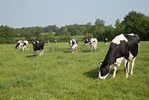 Mais pourquoi le lait de vache serait mauvais alors que nous en consommons depuis si longtemps ?