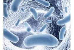 L’équilibre du microbiote intestinal impacte notre poids