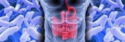 l'intestin : plaque tournante de notre santé...